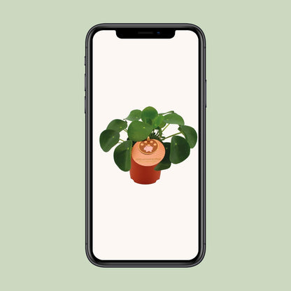 Kamerplant - Pilea Peperomioides - Pot Ø 11cm Hoogte ↕ 15cm