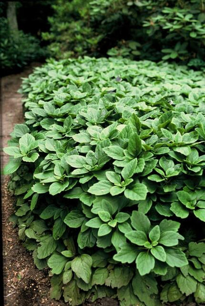 Buitenplant 24x Pachysandra terminalis - Pot Ø 9cm Hoogte ↕ 10-25cm