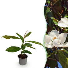 Buitenplant - Magnolia grandiflora - Bloeiend - Pot Ø 12cm Hoogte ↕ 30cm