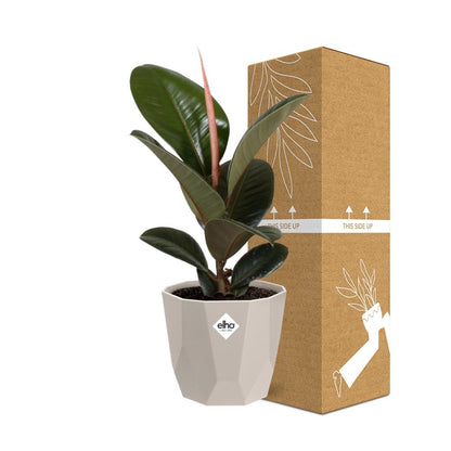 Kamerplant - Ficus Elastica 'Robusta' - Pot Ø 14cm