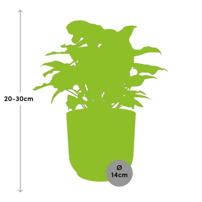 Kamerplant - Syngonium Arrow - Pot Ø 14cm Hoogte ↕ 25cm