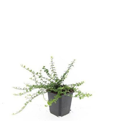 Buitenplant 48x Euonymus fort. 'Minimus' - Winterhard - Pot Ø 9cm Hoogte ↕ 10-25cm