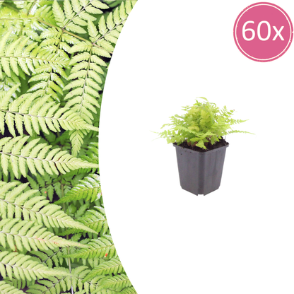 Buitenplant 60x Dryopteris filix-mas - Varen - Pot Ø 9cm Hoogte ↕ 10-25cm