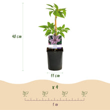 Buitenplant 2x Clematis Hagley Hybrid - Bloeiend - Pot Ø 11cm Hoogte ↕ 40cm