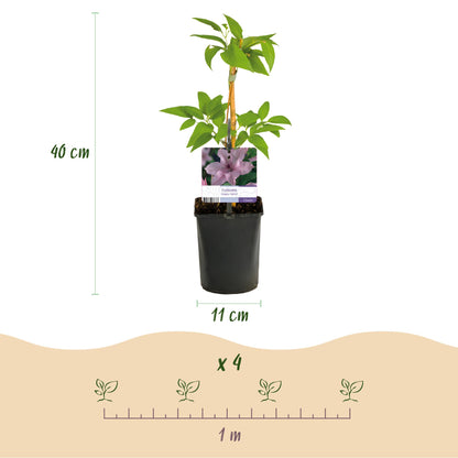 Buitenplant 2x Clematis Hagley Hybrid - Bloeiend - Pot Ø 11cm Hoogte ↕ 40cm
