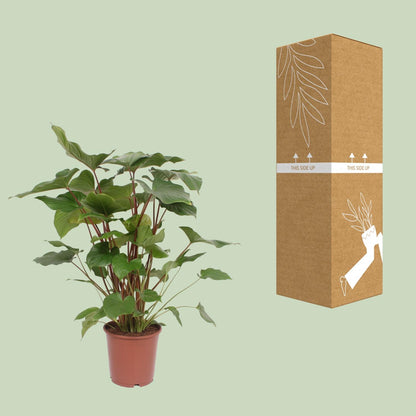 Kamerplant - Homalomena Rubescens Maggy - Pot Ø 24cm Hoogte ↕ 90cm