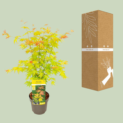 Buitenplant - Acer palmatum 'Orange Dream' - Pot Ø 19cm Hoogte ↕ 50cm