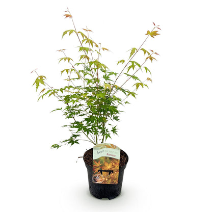 Buitenplant - Acer palmatum Katsura - Winterhard - Pot Ø 19cm Hoogte ↕ 70cm
