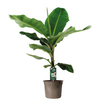 Kamerplant - Musa Dwarf Cavendish - Pot Ø 27cm Hoogte ↕ 130cm