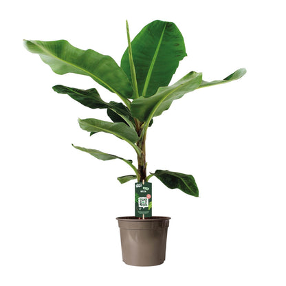 Kamerplant - Musa Dwarf Cavendish - Pot Ø 27cm Hoogte ↕ 130cm