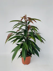 Kamerplant - Ficus Binnendijkii 'Amstel King' - Pot Ø 17cm Hoogte ↕ 75cm