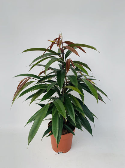 Kamerplant - Ficus Binnendijkii 'Amstel King' - Pot Ø 17cm Hoogte ↕ 75cm