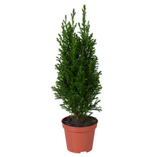 Buitenplant - Chamaecyparis Lawsoniana Ellwoodii - Pot Ø 9cm Hoogte ↕ 35cm