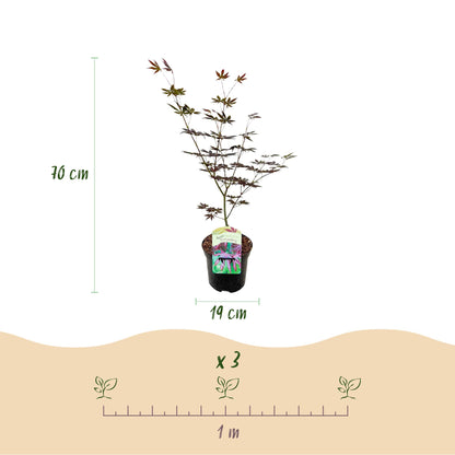 Buitenplant - Acer palmatum Trompenburg - Bladverliezend - Pot Ø 19cm Hoogte ↕ 70cm