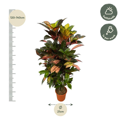 XL kamerplant - Codiaeum (Croton) Iceton vertakt - Pot Ø 24cm Hoogte ↕ 110cm