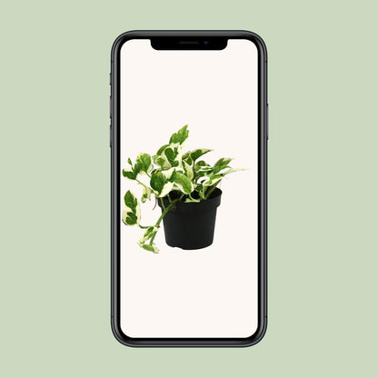 Kamerplant - Scindapsus (Epipremnum) N'joy - Pot Ø 12cm Hoogte ↕ 15cm