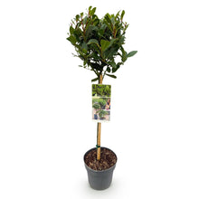 Buitenplant - Laurus nobilis op stam - Winterhard - Pot Ø 19cm Hoogte ↕ 90cm