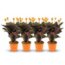 Kamerplant 4x Calathea Crocata - Pot Ø 14cm Hoogte ↕ 40-45cm