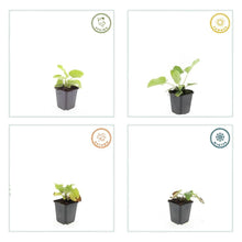 Buitenplant 24x Phlomis russeliana - Bloeiend - Pot Ø 9cm Hoogte ↕ 10-25cm
