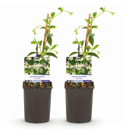 Buitenplant 2x Trachelospermum jasminoides - Bloeiend, Groenblijvend - Pot Ø 11cm Hoogte ↕ 40cm