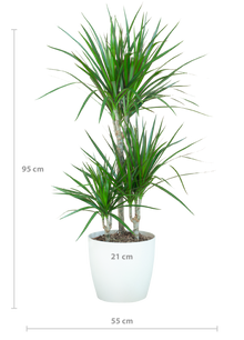 Kamerplant - Dracaena Marginata - Inclusief sierpot - Pot Ø 21cm Hoogte ↕ 95cm