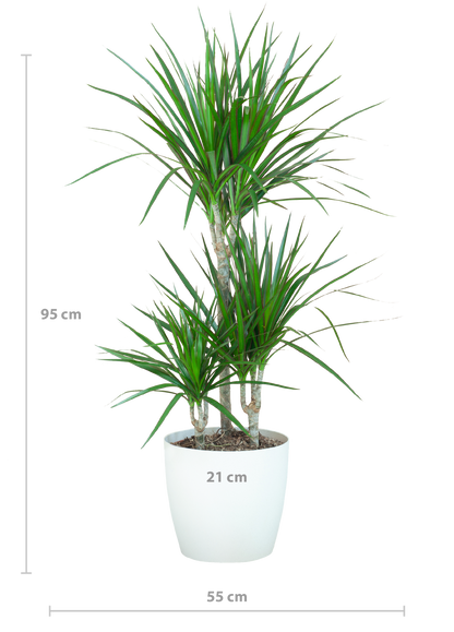 Kamerplant - Dracaena Marginata - Inclusief sierpot - Pot Ø 21cm Hoogte ↕ 95cm