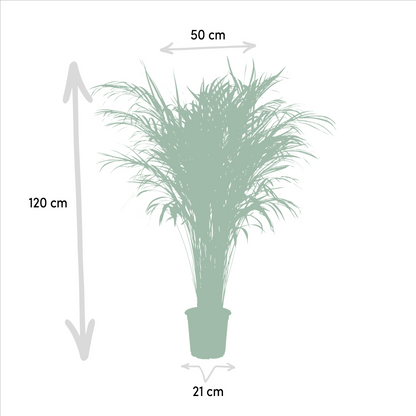 Kamerplant - Dypsis Lutescens (Areca Palm) - Hoogte ↕ 12-230cm