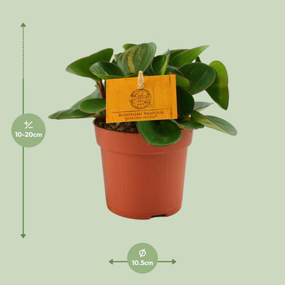 Kamerplant - Peperomia Obtipan - Pot Ø 11cm Hoogte ↕ 15cm