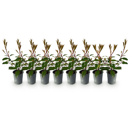 Buitenplant 8x Photinia fraseri Red Robin - Groenblijvend - Pot Ø 9cm Hoogte ↕ 30-35cm
