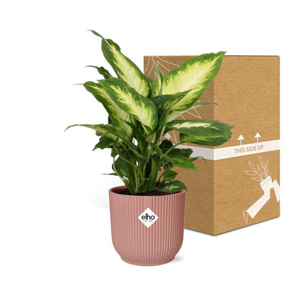 Kamerplant - Dieffenbachia 'Camilla' - Pot Ø 14cm