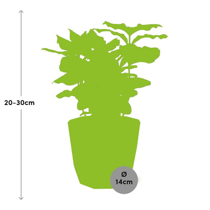 Kamerplant - Coffea Arabica - Incl. sierpot - Pot Ø 14cm