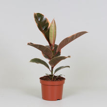 Kamerplant - Ficus Elastica Belize - Pot Ø 12cm Hoogte ↕ 30cm