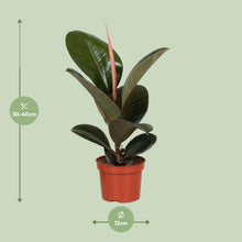 Kamerplant - Ficus Elastica Robusta - Pot Ø 12cm Hoogte ↕ 35cm
