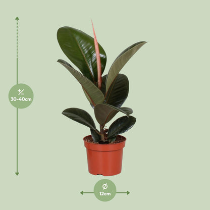 Kamerplant - Ficus Elastica Robusta - Hoogte ↕ 35-95cm