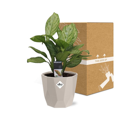 Kamerplant - Aglaonema Christina - Inclusief sierpot - Pot Ø 14cm