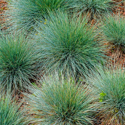Buitenplant 24x Festuca gautieri - Pot Ø 9cm Hoogte ↕ 10-25cm