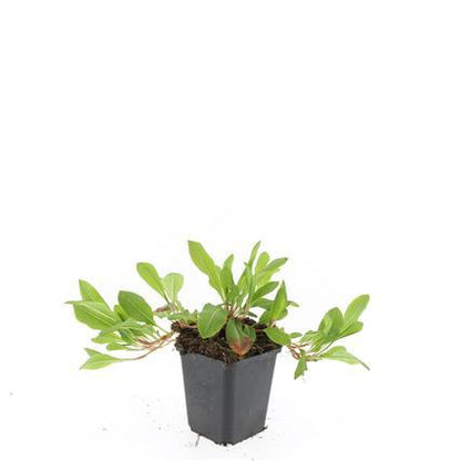 Buitenplant 24x Persicaria aff. 'Darjeeling Red' - Bloeiend - Pot Ø 9cm Hoogte ↕ 10-25cm