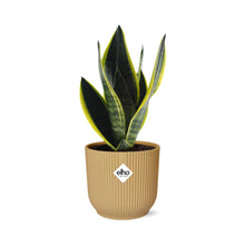 Kamerplant - Sansevieria Futura Superba - Pot Ø 14cm Hoogte ↕ 40cm