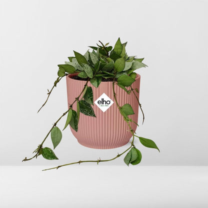 Kamerplant - Hoya Krohniana 'Eskimo' - Pot Ø 14cm