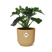 Kamerplant - Philodendron Atom - Pot Ø 14cm