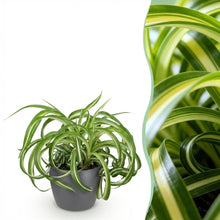 Kamerplant - Chlorophytum comosum Bonnie - Krullende Graslelie - Pot Ø 12cm Hoogte ↕ 20cm