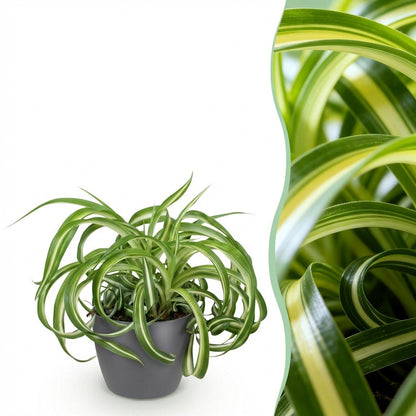 Kamerplant - Chlorophytum comosum Bonnie - Krullende Graslelie - Pot Ø 12cm Hoogte ↕ 20cm