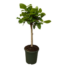 Kamerplant - Ficus Altissimo Variegata - Pot Ø 21cm Hoogte ↕ 100cm