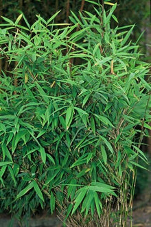 Buitenplant 6x Fargesia Rufa - Bamboe - Pot Ø 13cm Hoogte ↕ 25cm