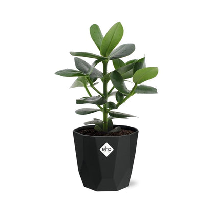 Kamerplant - Clusia Princess - Pot Ø 14cm