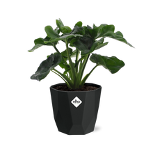 Kamerplant - Philodendron Atom - Pot Ø 14cm