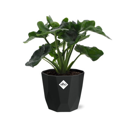 Kamerplant - Philodendron Atom - Pot Ø 14cm