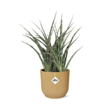 Kamerplant - Sansevieria Fernwood Punk - Pot Ø 14cm