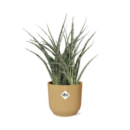Kamerplant - Sansevieria Fernwood Punk - Pot Ø 14cm