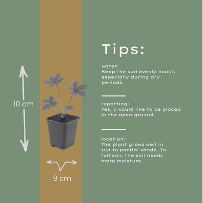 Buitenplant 48x Astrantia major - Bloeiend - Pot Ø 9cm Hoogte ↕ 10-25cm